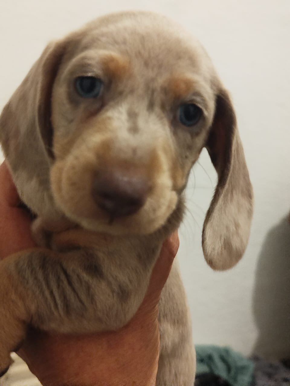 Molly · Dachshund · Woods Puppys